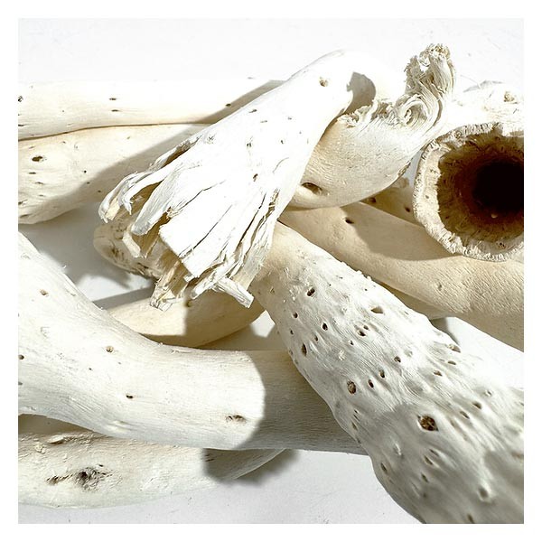 Wio Driftcactus Cholla Wood Bit 5 Pack 3 Wio Driftcactus Cholla Wood Bit 5 Pack - Image 3