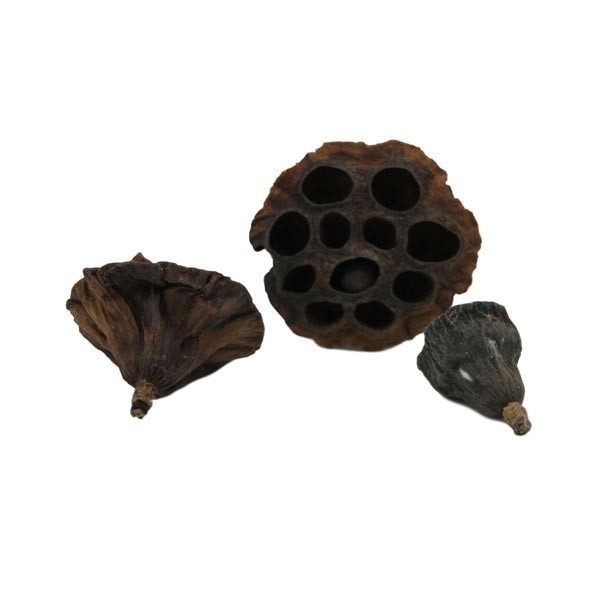 Betta Choice Lotus Pods x 3 2 Betta Choice Lotus Pods x 3 - Image 2