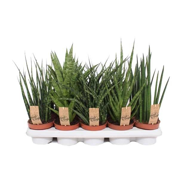 Cylindrical Snake Plant (Sansevieria cylindrica straight) 8cm Pot 1 Cylindrical Snake Plant (Sansevieria cylindrica straight) 8cm Pot
