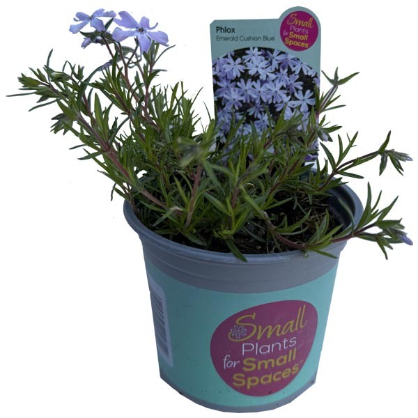 Phlox Subulata Emerald Cushion Blue V11 Pot from Farplants