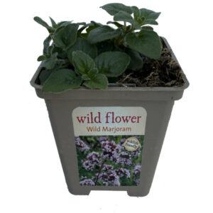 Marjoram Wild (Origanum Vulgar) 9Cm Pot