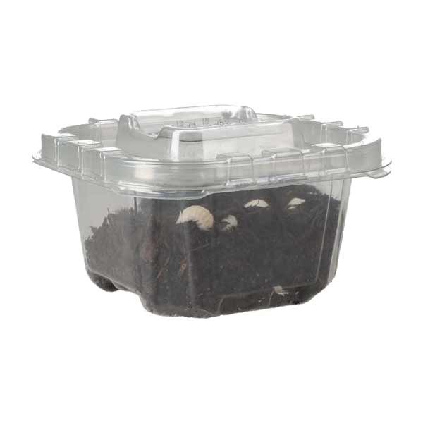 T-Albino Isopods Pre-pack 1 T-Albino Isopods Pre-pack