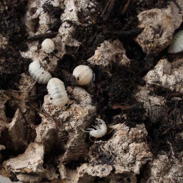 T-Albino Isopods Pre-pack 2 T-Albino Isopods Pre-pack - Image 2