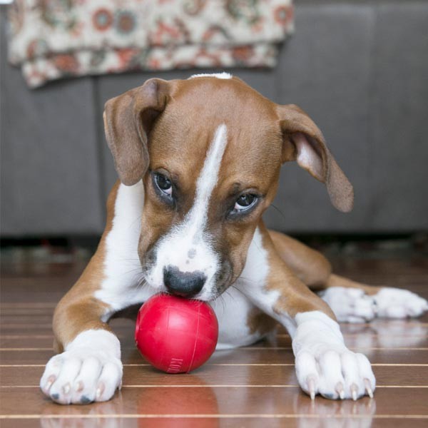 KONG Ball Medium/Large 3 KONG Ball Medium/Large - Image 3