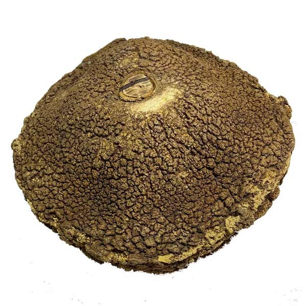 OA Botanical Sapucaia Pod XXL 2 OA Botanical Sapucaia Pod XXL - Image 2
