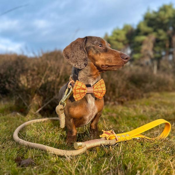 Disney© Woody 4FT Rope Lead 2 Disney© Woody 4FT Rope Lead - Image 2