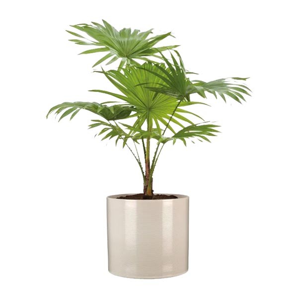 Scheurich Flower Pot 828 Sesame 23cm 2 Scheurich Flower Pot 828 Sesame 23cm - Image 2
