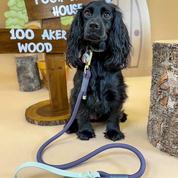 Disney© Winnie The Pooh Sage and Blue 4FT Rope Lead 3 Disney© Winnie The Pooh Sage and Blue 4FT Rope Lead - Image 3