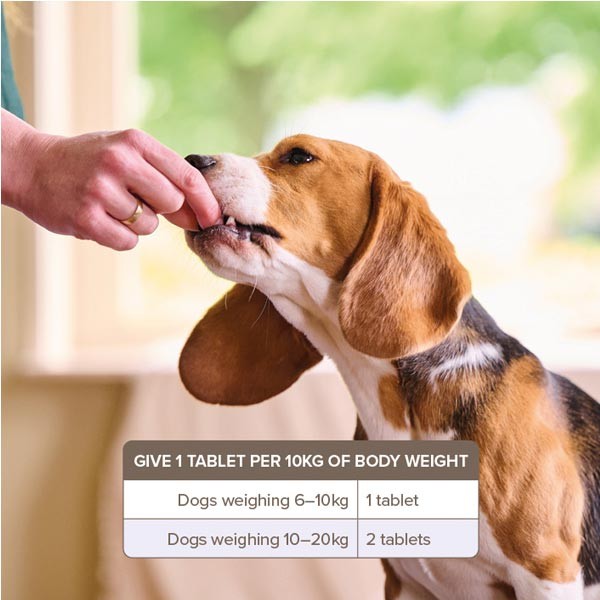 Beaphar One Dose Worming Tablets for Dogs (6-20kg) 3 Beaphar One Dose Worming Tablets for Dogs (6-20kg) - Image 3