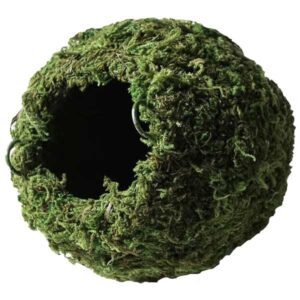 Galapagos Mossy Cave 6" Green