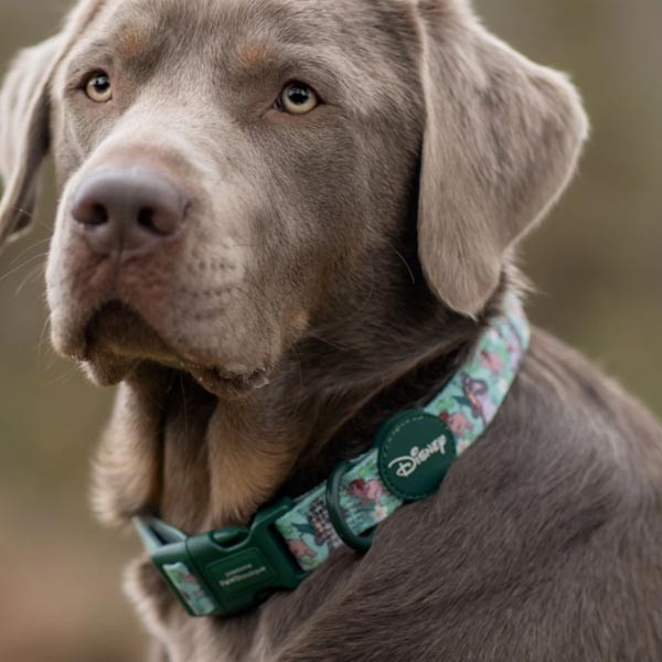 Disney© Jungle Book Collar - Small 2 Disney© Jungle Book Collar - Small - Image 2