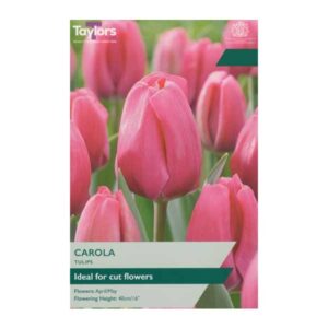 Taylors Bulbs Tulip Carola 7pk