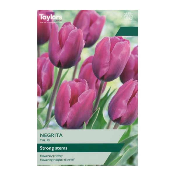 Taylors Bulbs Tulip Negrita 7pk 1 Taylors Bulbs Tulip Negrita 7pk
