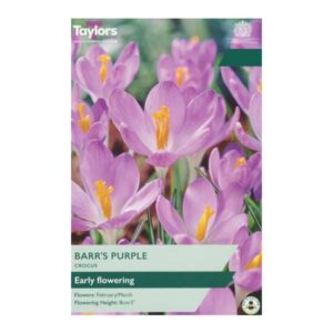 Taylors Bulbs Crocus Barr'S Purple 25pk