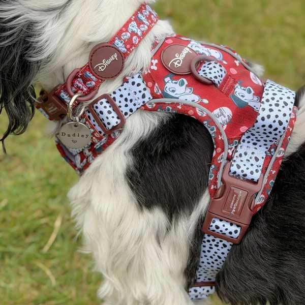 Disney© 101 Dalmatians Collar - Medium 2 Disney© 101 Dalmatians Collar - Medium - Image 2