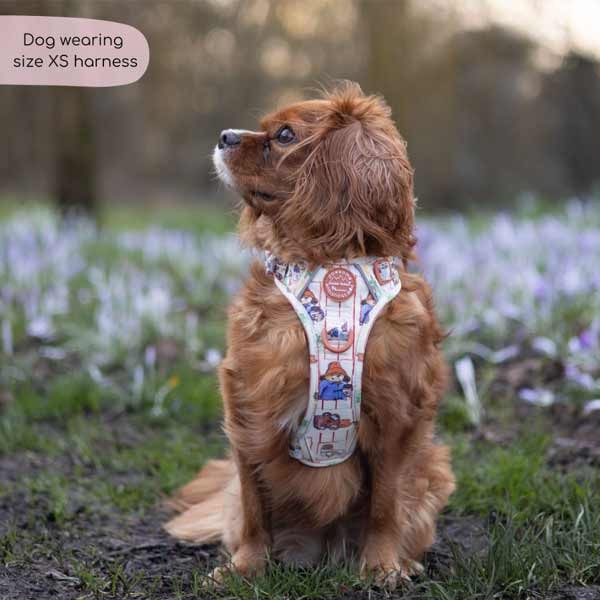 Paddington Tough Trails Peckish X-Small Harness 3 Paddington Tough Trails Peckish X-Small Harness - Image 3