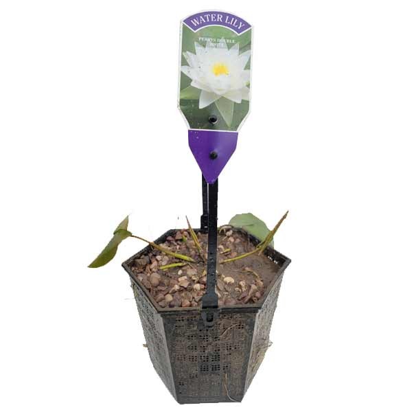 Waterplant Pond Water Lily Perrys Double White 1 Waterplant Pond Water Lily Perrys Double White