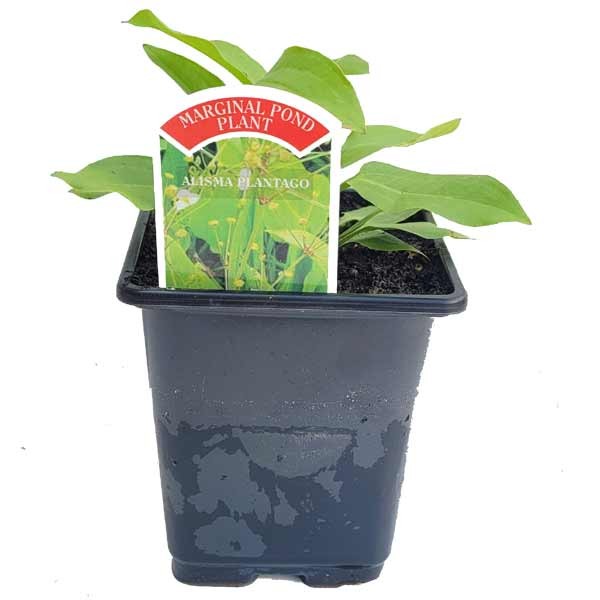Waterplant Marginal Water Plantain (Alisma plantago) 9cm Pot 1 Waterplant Marginal Water Plantain (Alisma plantago) 9cm Pot