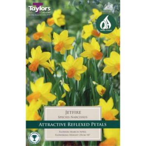 Taylors Bulbs Narcissus Jetfire 12 Pack - NL