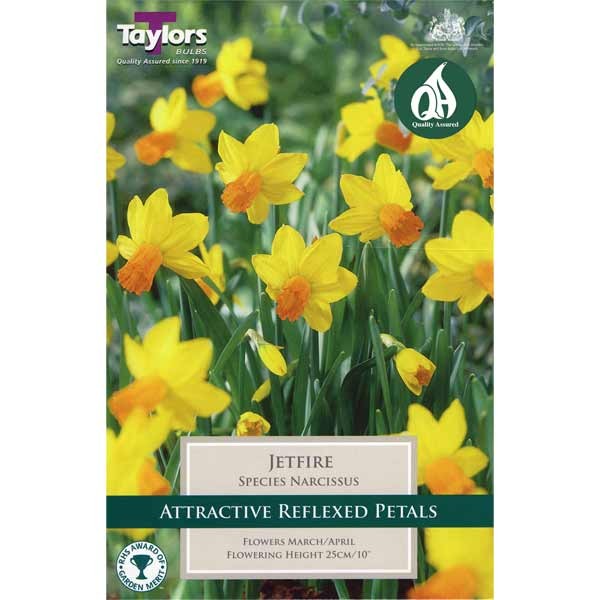 Taylors Bulbs Narcissus Jetfire 12 Pack - NL 1 Taylors Bulbs Narcissus Jetfire 12 Pack - NL