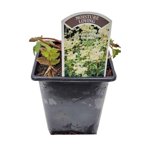 Waterplant Moisture Loving Meadowsweet (Filipendula ulmaria) 9cm Pot 1 Waterplant Moisture Loving Meadowsweet (Filipendula ulmaria) 9cm Pot