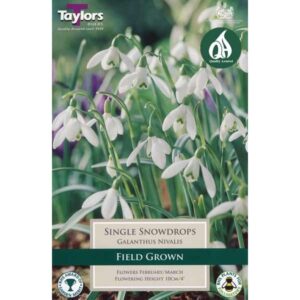 Taylors Bulbs SnowDrops Galanthus Nivalis 9 Pack - NL