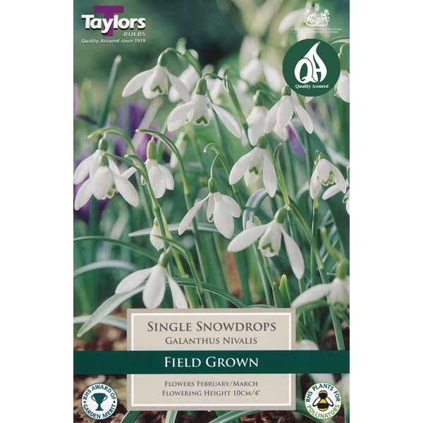 Taylors Bulbs SnowDrops Galanthus Nivalis 9 Pack - NL 1 Taylors Bulbs SnowDrops Galanthus Nivalis 9 Pack - NL