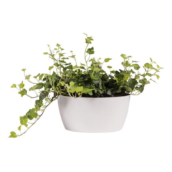 Elho Brussels Bowl White 23cm Flower Pot 2 Elho Brussels Bowl White 23cm Flower Pot - Image 2