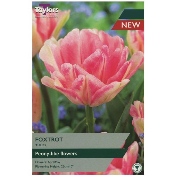 Taylors Bulbs Tulip Foxtrot 6 Pack - NL 1 Taylors Bulbs Tulip Foxtrot 6 Pack - NL