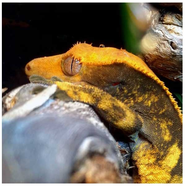Arcadia ShadeDweller ProT5 UVB Kit Arboreal 2.4% 8w 3 Arcadia ShadeDweller ProT5 UVB Kit Arboreal 2.4% 8w - Image 3
