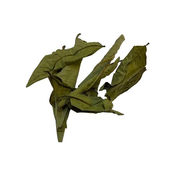 OA Botanical Mango Leaves 10 Pack 1 OA Botanical Mango Leaves 10 Pack