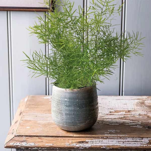 Unwins Houseplant Asparagus Fern 2 Unwins Houseplant Asparagus Fern - Image 2