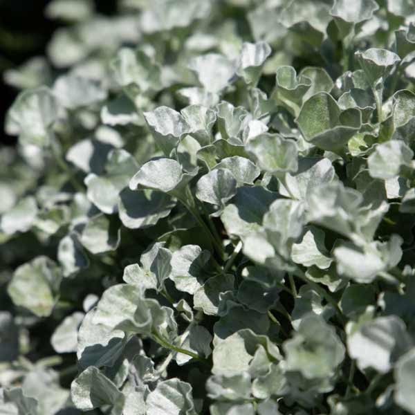 Unwins Houseplant Dichondra Silver Surfer 2 Unwins Houseplant Dichondra Silver Surfer - Image 2