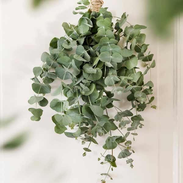 Unwins Houseplant Eucalyptus Baby Blue 2 Unwins Houseplant Eucalyptus Baby Blue - Image 2