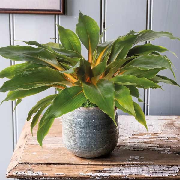 Unwins Houseplant Mandarin Plant 2 Unwins Houseplant Mandarin Plant - Image 2