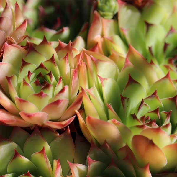 Unwins Houseplant Succulent Mix 2 Unwins Houseplant Succulent Mix - Image 2