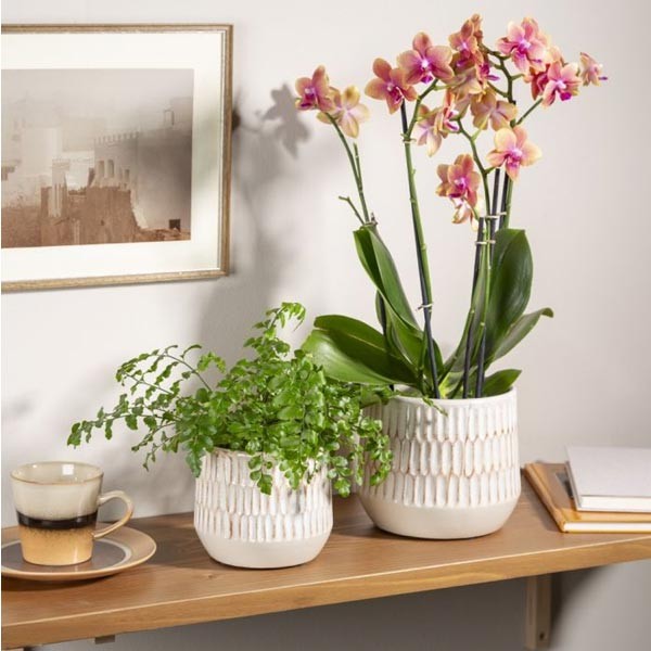 Scheurich Flower Pot 785 Alabaster 13cm 2 Scheurich Flower Pot 785 Alabaster 13cm - Image 2