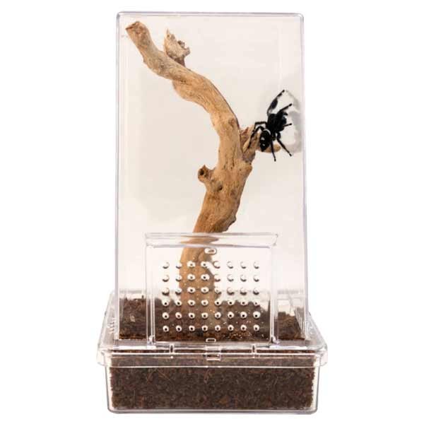 Zoomed Jumping Spider Kit 2 Zoomed Jumping Spider Kit - Image 2