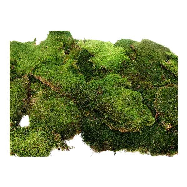 Galapagos Sheet Moss 8qt 2 Galapagos Sheet Moss 8qt - Image 2