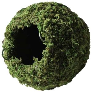 Galapagos Mossy Cave 4" Green