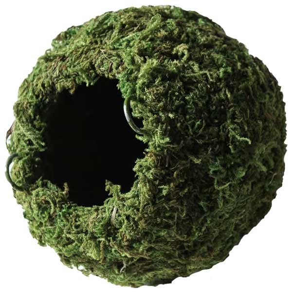 Galapagos Mossy Cave 4" Green 1 Galapagos Mossy Cave 4" Green