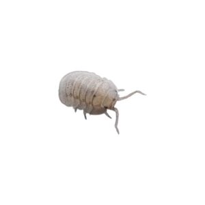 Instore Mini Speckled Woodlice Pre-Pack