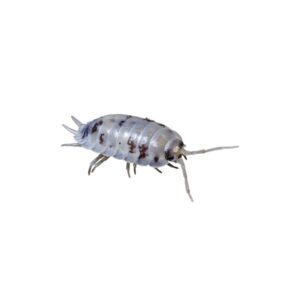 Instore Dairy Cow Woodlice Pre-Pack