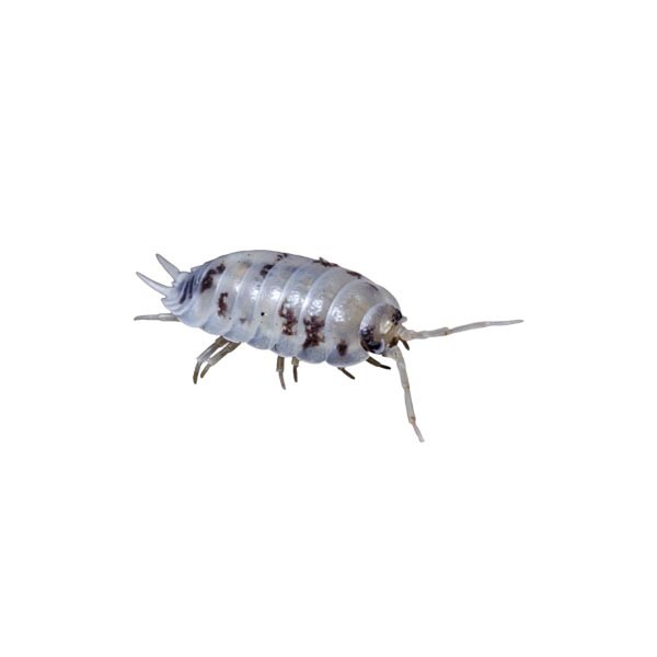 Instore Dairy Cow Woodlice Pre-Pack 1 Instore Dairy Cow Woodlice Pre-Pack
