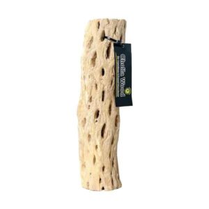 Galapagos Cholla Wood 12"