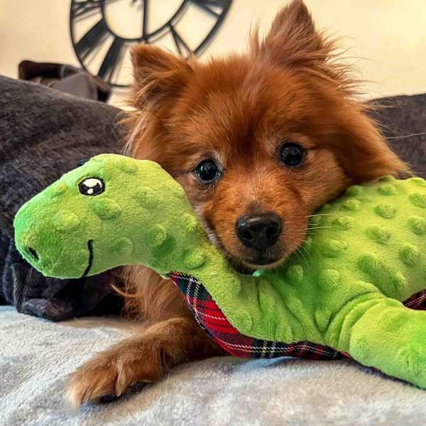 Ancol Playtime Cuddle Lottie The Loch Ness Monster 4 Ancol Playtime Cuddle Lottie The Loch Ness Monster - Image 4