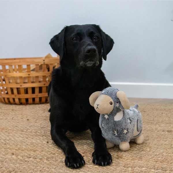 Ancol Playtime Cuddle Sheila The Sheep 2 Ancol Playtime Cuddle Sheila The Sheep - Image 2