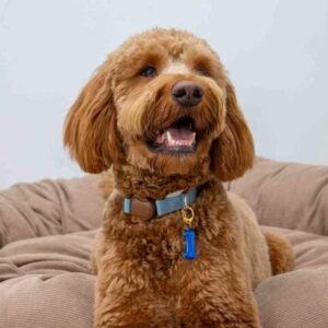 Ancol Obedia Bone Shape Reflective Dog ID Tag
