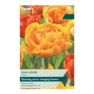Taylors Bulbs Tulip Sun Lover 7pk