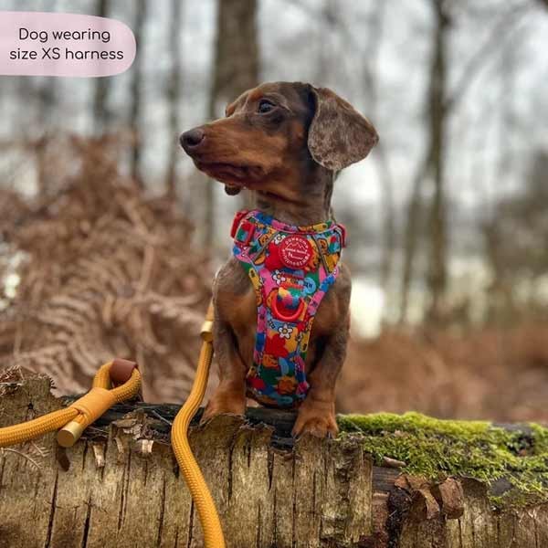 Disney© Tough Trails Retro Winnie X-Small Harness 3 Disney© Tough Trails Retro Winnie X-Small Harness - Image 3
